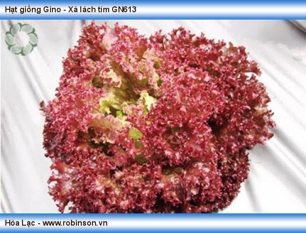 Hạt giống Gino - Xà lách tím GN613 Nguyễn Bá Huy  (5)