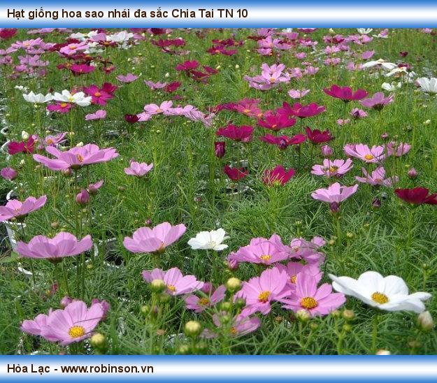 Hạt giống hoa sao nhái đa sắc Chia Tai TN 10 Nguyễn Văn Tới  (10)