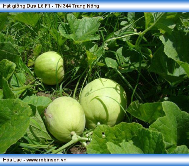 Hạt giống Dưa Lê F1 - TN 344 Trang Nông  Nghiêm Hữu Thăng  (5)