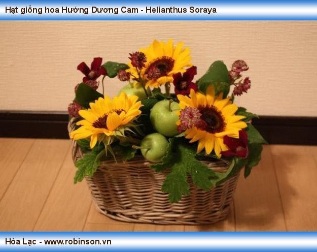 Hạt giống hoa Hướng Dương Cam - Helianthus Soraya Cồn  (6)