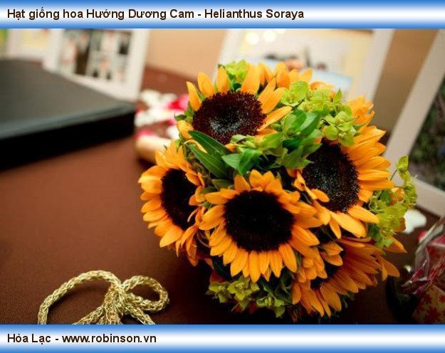 Hạt giống hoa Hướng Dương Cam - Helianthus Soraya Cồn  (7)
