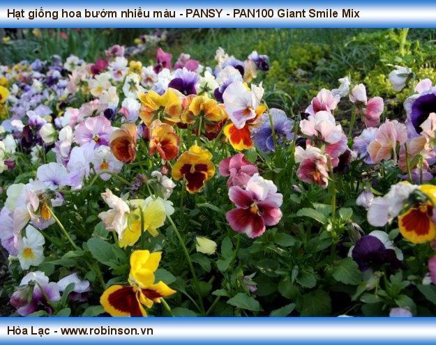 Hạt giống hoa bướm nhiều màu - PANSY - PAN270 Giant Smile Mix Trương Đức Tuân  (6)
