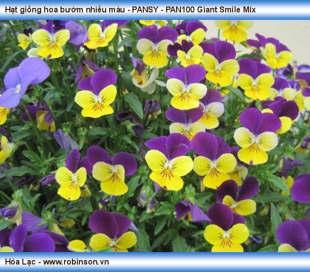 Hạt giống hoa bướm nhiều màu - PANSY - PAN270 Giant Smile Mix Trương Đức Tuân  (7)
