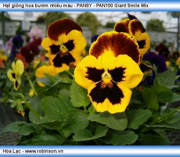 Hạt giống hoa bướm nhiều màu - PANSY - PAN270 Giant Smile Mix Trương Đức Tuân 