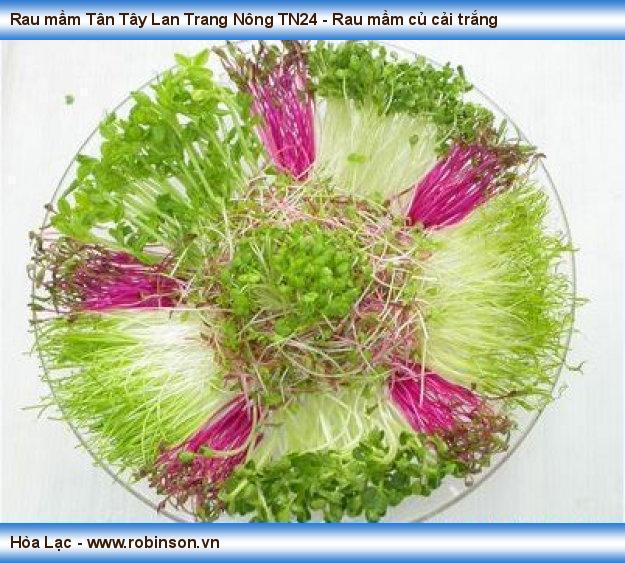 Rau mầm Tân Tây Lan Trang Nông TN24 - Rau mầm củ cải trắng Hiến Sơn  (7)