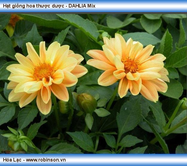 Hạt giống hoa thược dược - DAHLIA Mix Đường 10  (9)
