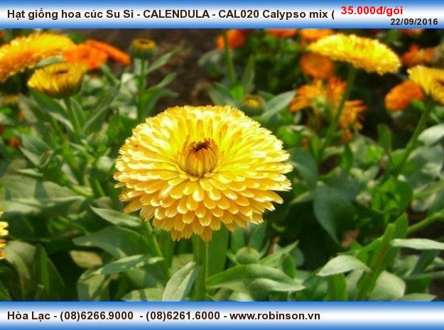 Hạt giống hoa cúc Su Si - CALENDULA - CAL020 Calypso mix (gói 100 hạt) Hòa Thọ Đông  (6)