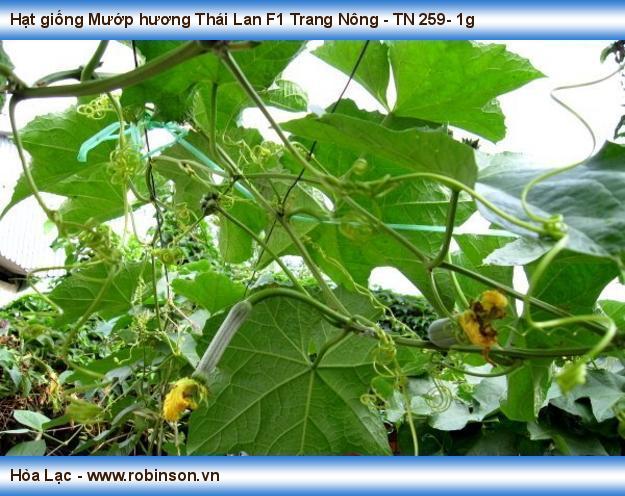 Hạt giống Mướp hương Thái Lan F1 Trang Nông - TN 259 Tân Lộc Đông  (2)