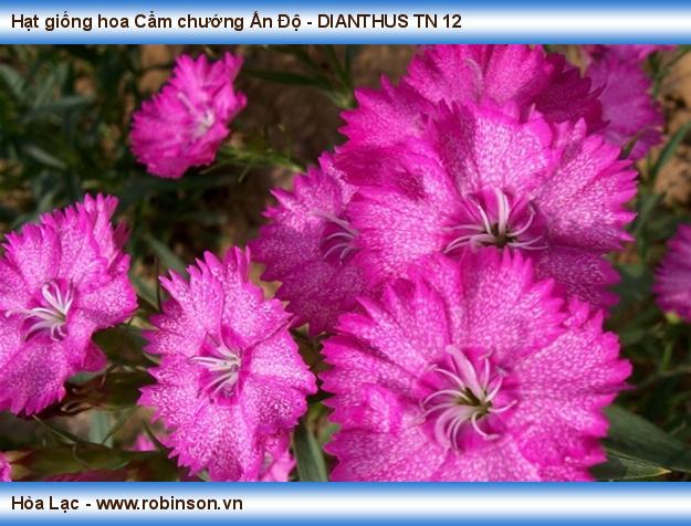 Hạt giống hoa Cẩm chướng Ấn Độ - DIANTHUS TN 12 (2)