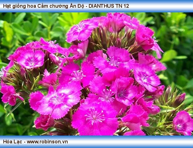 Hạt giống hoa Cẩm chướng Ấn Độ - DIANTHUS TN 12 (3)