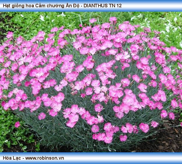 Hạt giống hoa Cẩm chướng Ấn Độ - DIANTHUS TN 12 (4)