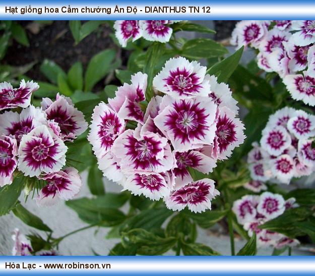 Hạt giống hoa Cẩm chướng Ấn Độ - DIANTHUS TN 12 (5)