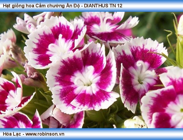 Hạt giống hoa Cẩm chướng Ấn Độ - DIANTHUS TN 12 (6)