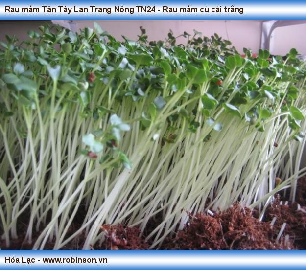 Rau mầm Tân Tây Lan Trang Nông TN24 - Rau mầm củ cải trắng Hiến Sơn  (6)