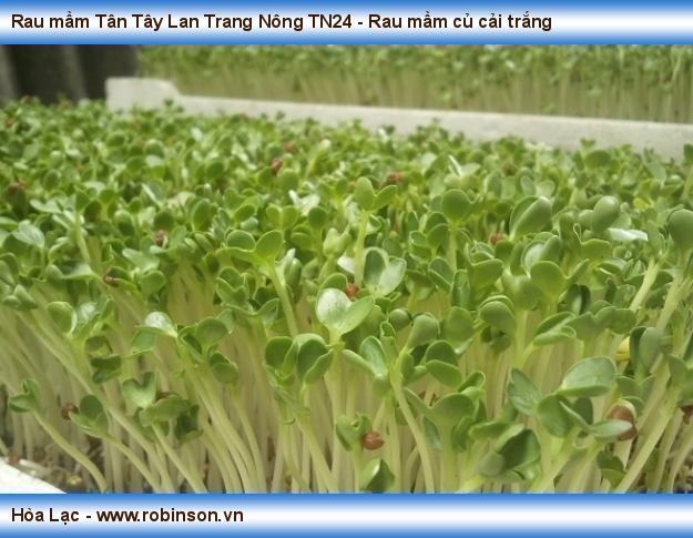 Rau mầm Tân Tây Lan Trang Nông TN24 - Rau mầm củ cải trắng Hiến Sơn  (5)