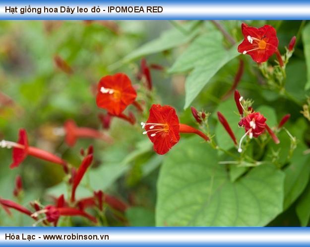 Hạt giống hoa Dây leo đỏ (3)