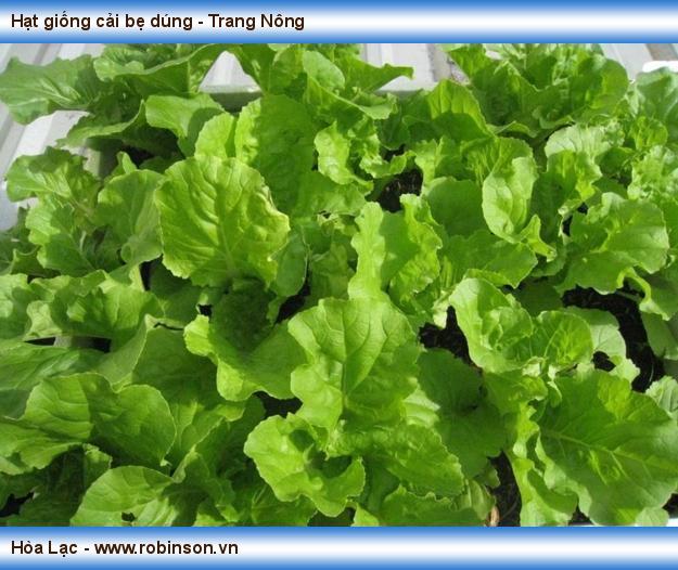 Hạt giống cải bẹ dúng - Trang Nông (4)