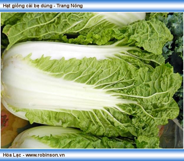 Hạt giống cải bẹ dúng - Trang Nông (5)