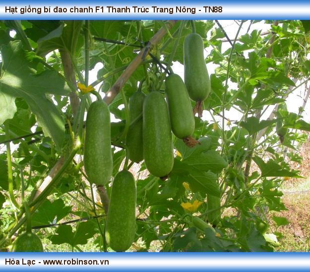 Trang Nông - TN88 - bí đao chanh F1 Thanh Trúc  (3)