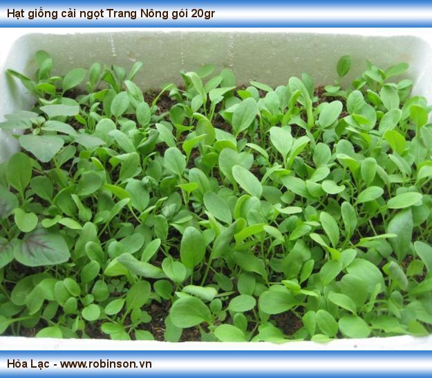 Hạt giống cải ngọt Trang Nông Ea H'leo  (2)
