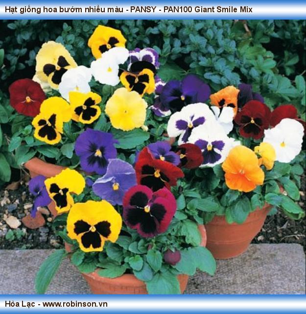 Hạt giống hoa bướm nhiều màu - PANSY - PAN270 Giant Smile Mix Trương Đức Tuân  (3)