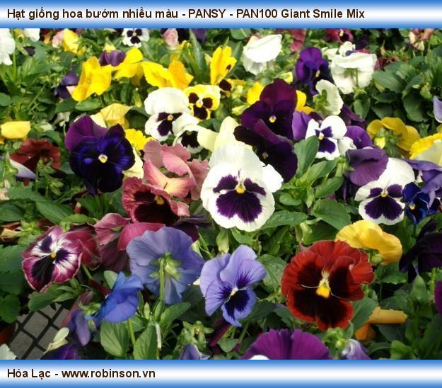 Hạt giống hoa bướm nhiều màu - PANSY - PAN270 Giant Smile Mix Trương Đức Tuân  (5)