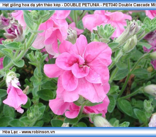 Hạt giống hoa dạ yên thảo kép - DOUBLE PETUNIA - PET000 Double Cascade Mix Nguyễn Thanh Nga  (10)