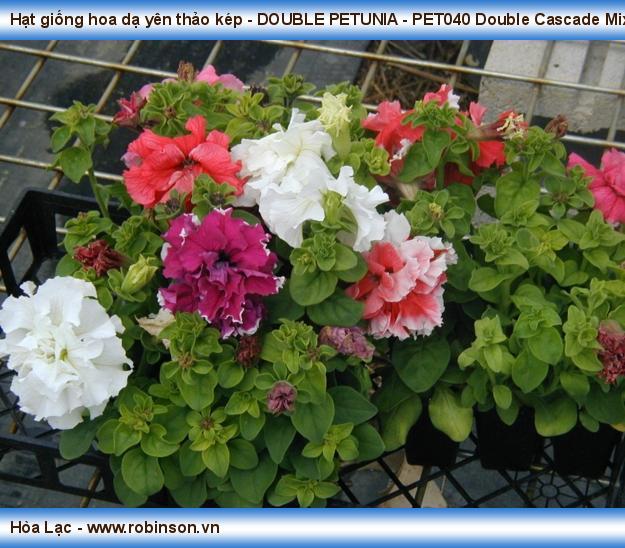 Hạt giống hoa dạ yên thảo kép - DOUBLE PETUNIA - PET000 Double Cascade Mix Nguyễn Thanh Nga 