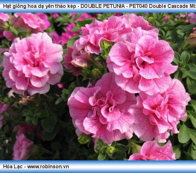 Hạt giống hoa dạ yên thảo kép - DOUBLE PETUNIA - PET000 Double Cascade Mix Nguyễn Thanh Nga  (4)