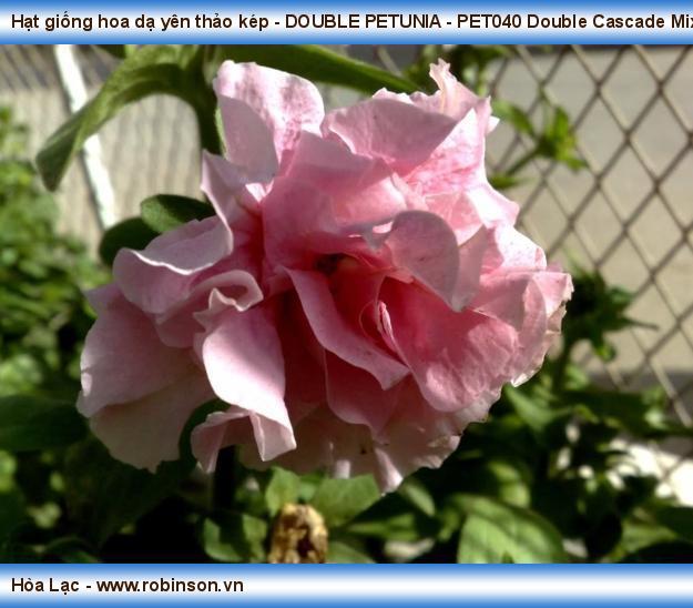 Hạt giống hoa dạ yên thảo kép - DOUBLE PETUNIA - PET000 Double Cascade Mix Nguyễn Thanh Nga  (8)