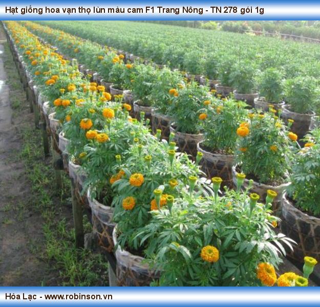 Hạt giống hoa vạn thọ lùn màu cam F1 Trang Nông - TN 278 gói 1g Nhơn Phong  (2)