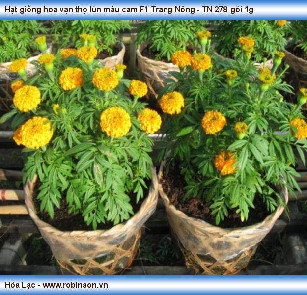 Hạt giống hoa vạn thọ lùn màu cam F1 Trang Nông - TN 278 gói 1g Nhơn Phong  (3)
