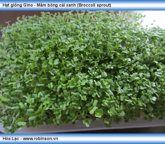 Hạt giống Gino - Mầm bông cải xanh (Broccoli sprout) (3)
