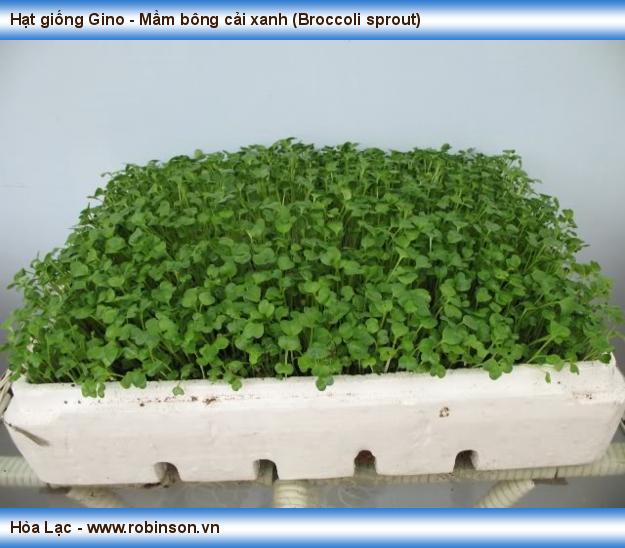 Hạt giống Gino - Mầm bông cải xanh (Broccoli sprout) (2)
