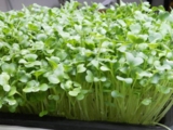 Hạt giống Gino - Mầm bông cải xanh (Broccoli sprout)