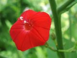 IPOMOEA RED - Hạt giống hoa Dây leo đỏ